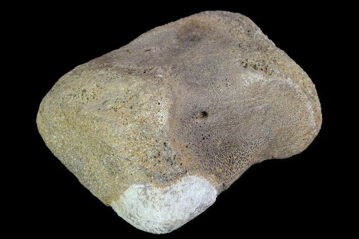 Hadrosaur Foot Bone - Alberta (Disposition #-) #100488